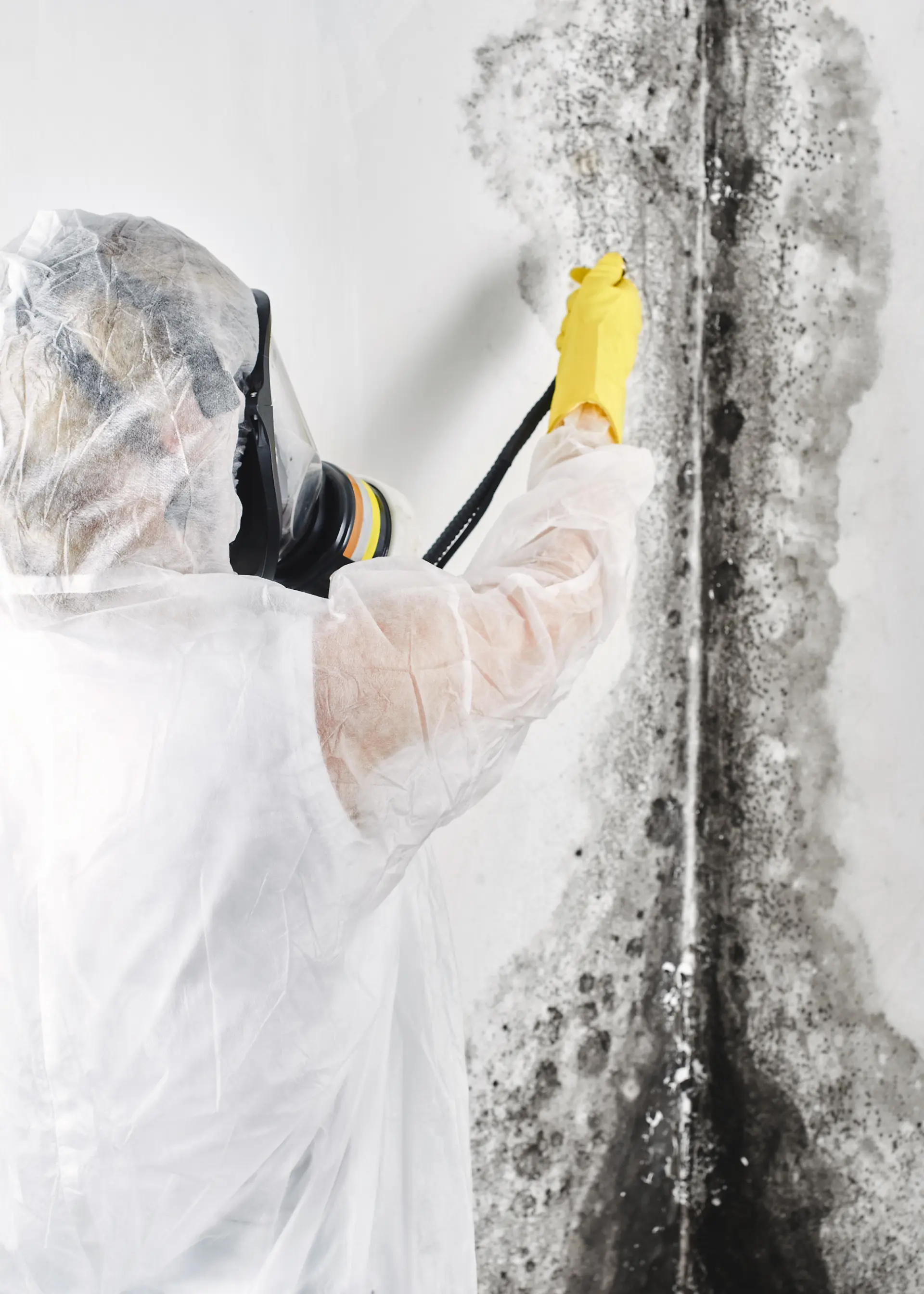 Mold Removal